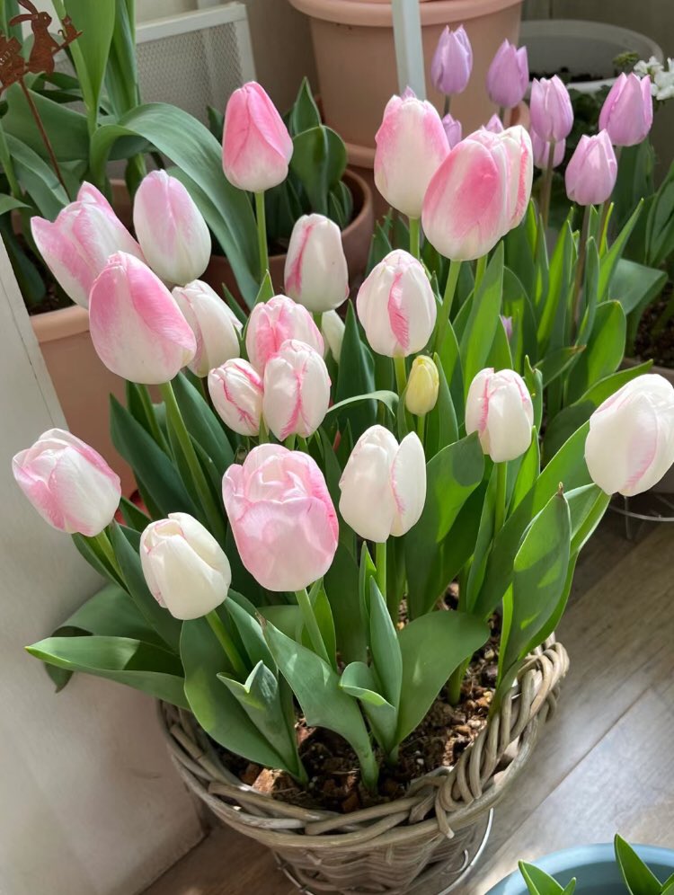 piinkibun's tweet photo. i love tulips <3 https://t.co/pIChtxwpwM