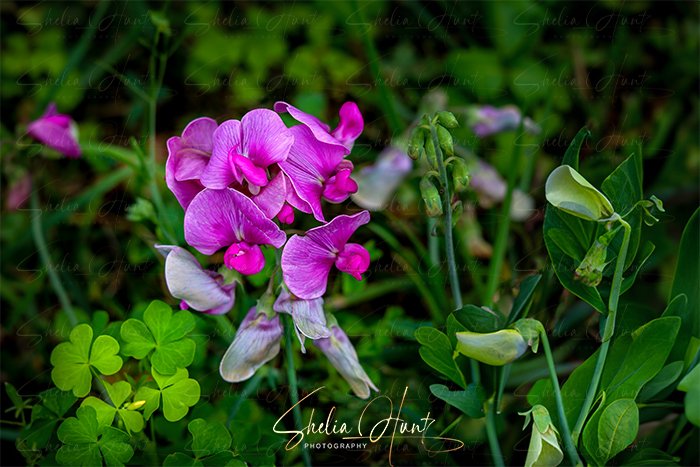 A flower for your Sunday...  
'My Sweet Peas' HERE shelia-hunt.pixels.com/featured/my-sw…

#SweetPea #flower #flowers #fleur #flora #floral #BuyIntoArt #AYearForArt #HomeDecor #wallart #homeinspiration #photography #Mastoart #art #fediart #nature #FediGiftShop