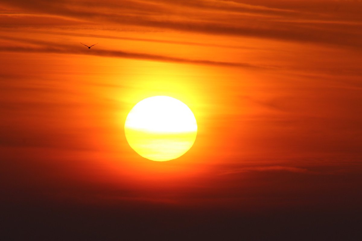 John McNally tweet media