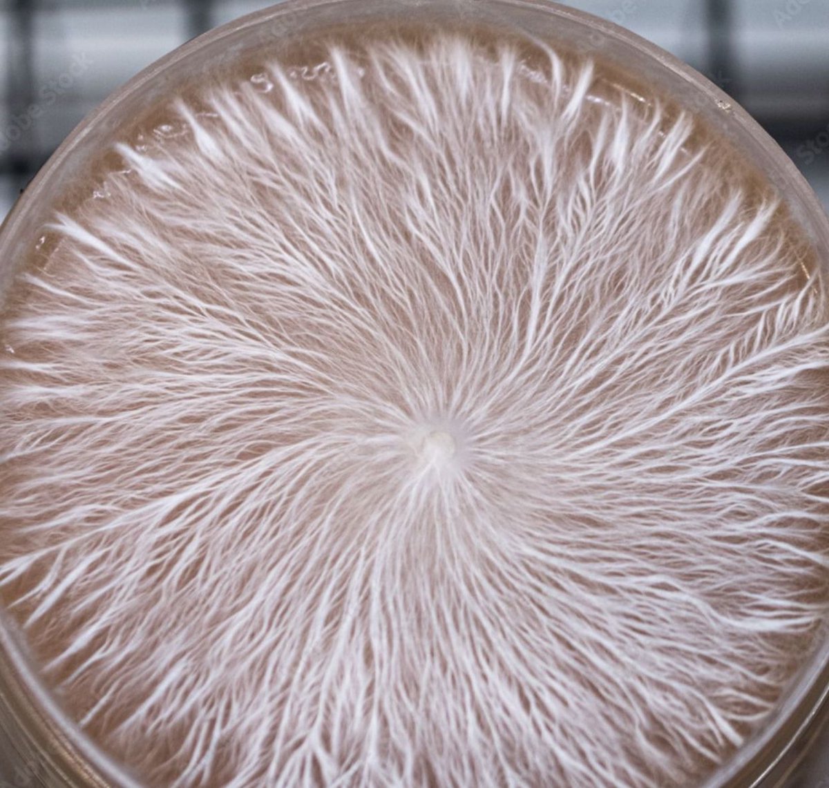 #Fungi, in general, are considered to be carbon dioxide (CO2) neutral or even slightly carbon negative, meaning they have the potential to sequester more carbon than they release during their life cycle.