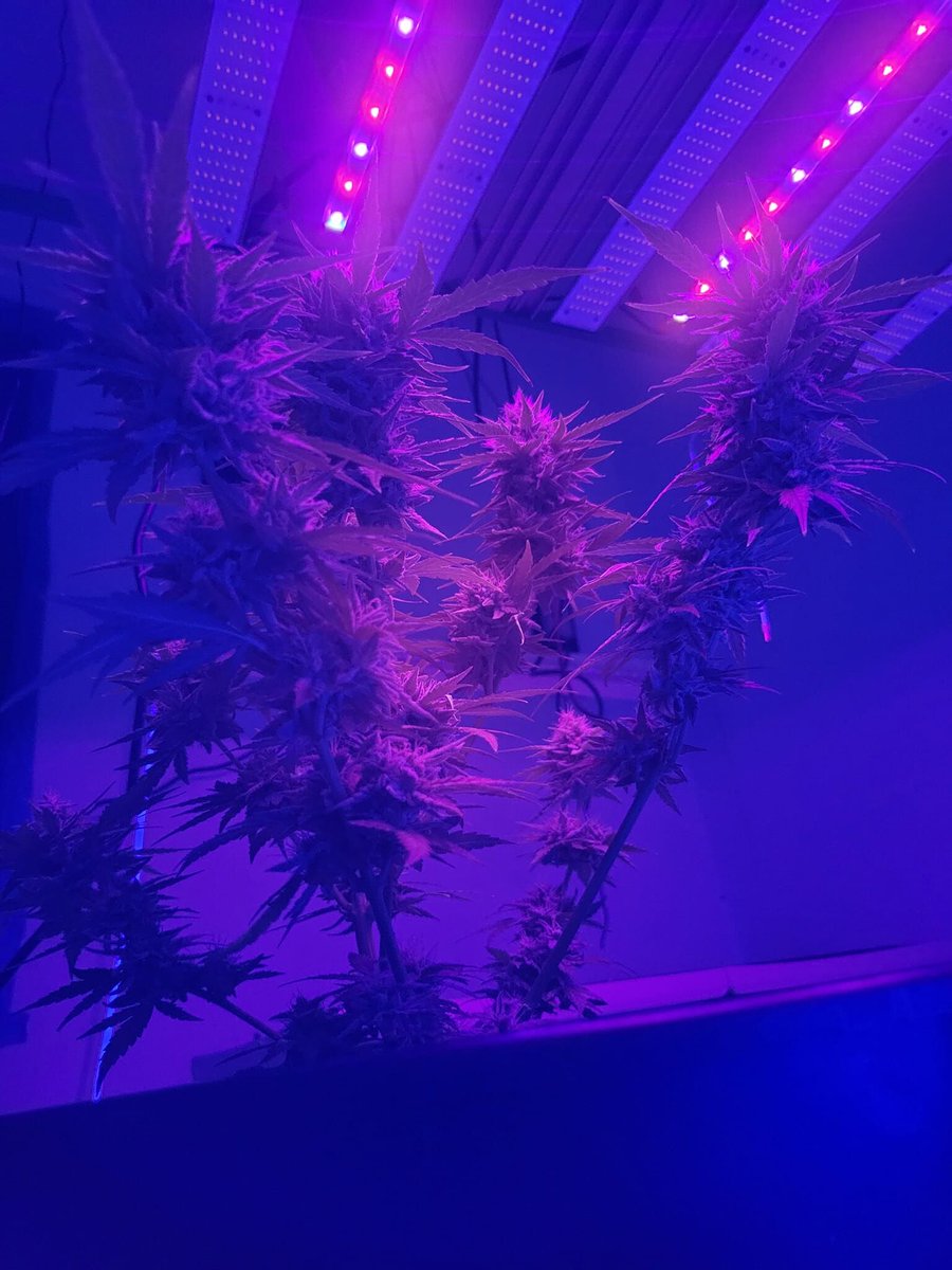 Experience professional growth like never before with the dynamic duo of #Growline720 plant light & #Aurora40 UV IR supplementary light! Watch your plants thrive and bloom under the perfect lighting conditions. #GardeningGoals #IndoorGardening #PlantGrowth 🌱🌻💡