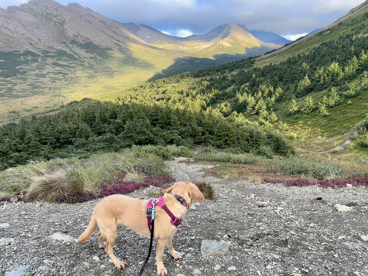 RD_Alaska's tweet photo. Just another #SCENERYson to love #summer in Alaska #GlenAlps #SummerInAlaska @TravelAlaska https://t.co/7fMgvoF2Ik