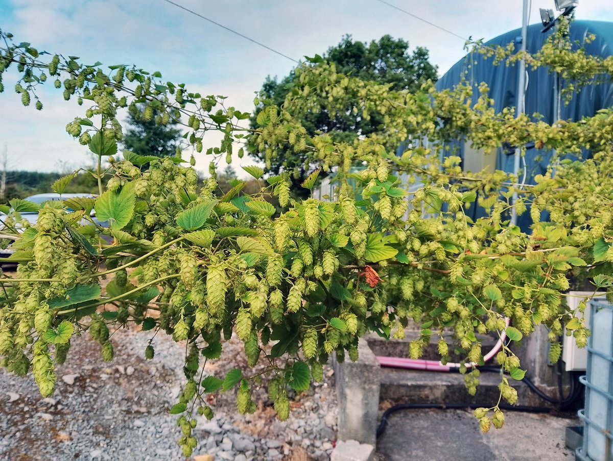 Keywater Fisheries tweet media