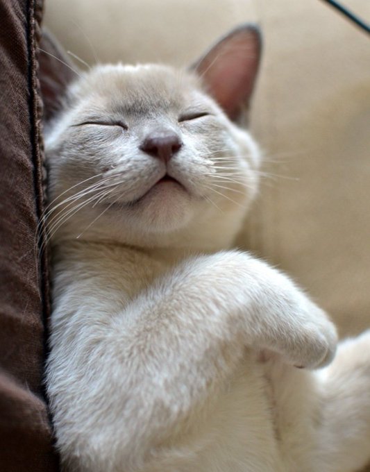 I'm getting 2 girl burmese kittens!!! Name suggestions please :D https://t.co/8XDNYzhEVk<a href="/tag/throne"class="tags"><span>#throne</span></a><a href="/tag/wishlist"class="tags"><span>#wishlist</span></a>