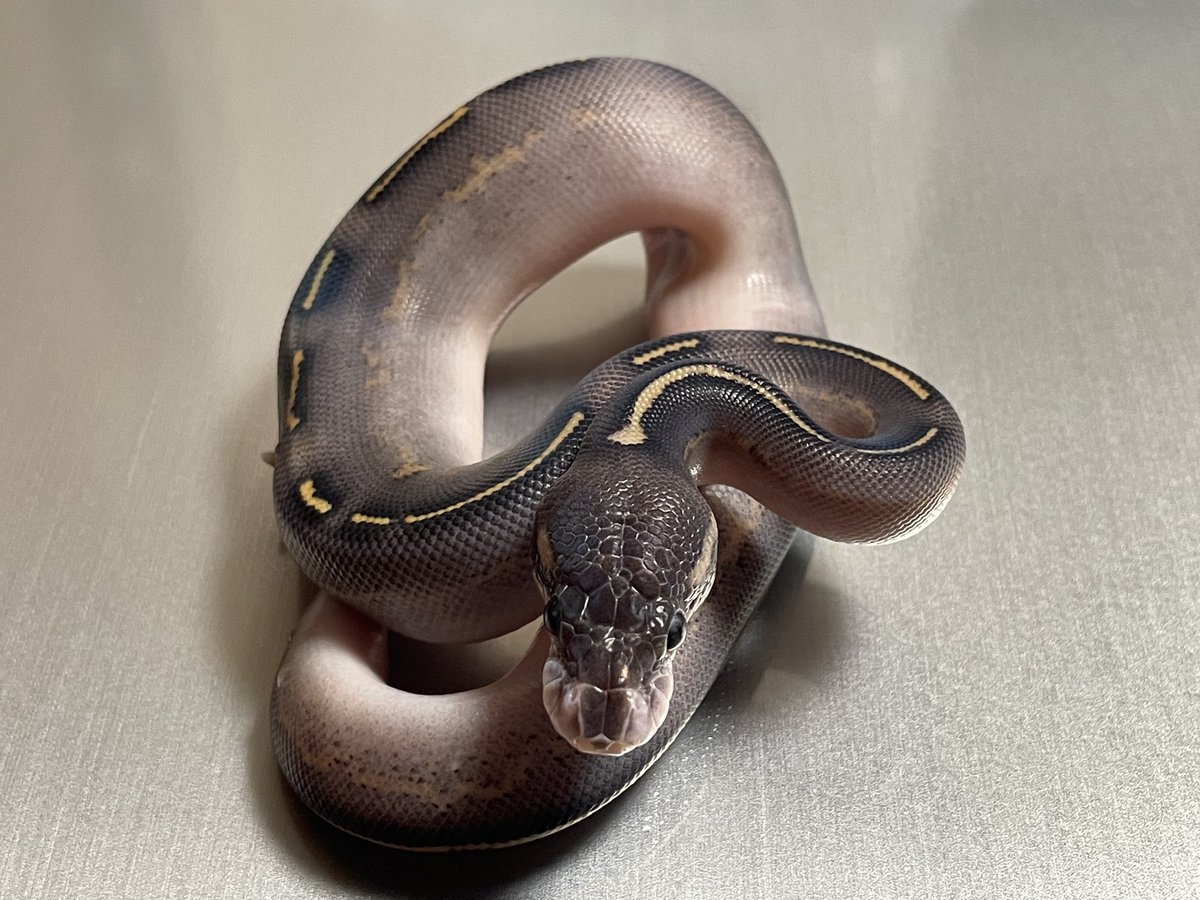 BMMorphsJapan's tweet photo. 脱皮完了✅

#ballpython
#ボールパイソン
#freewayproject
#paradox
#qualityinqualityout
# https://t.co/JXU1L4vtZb