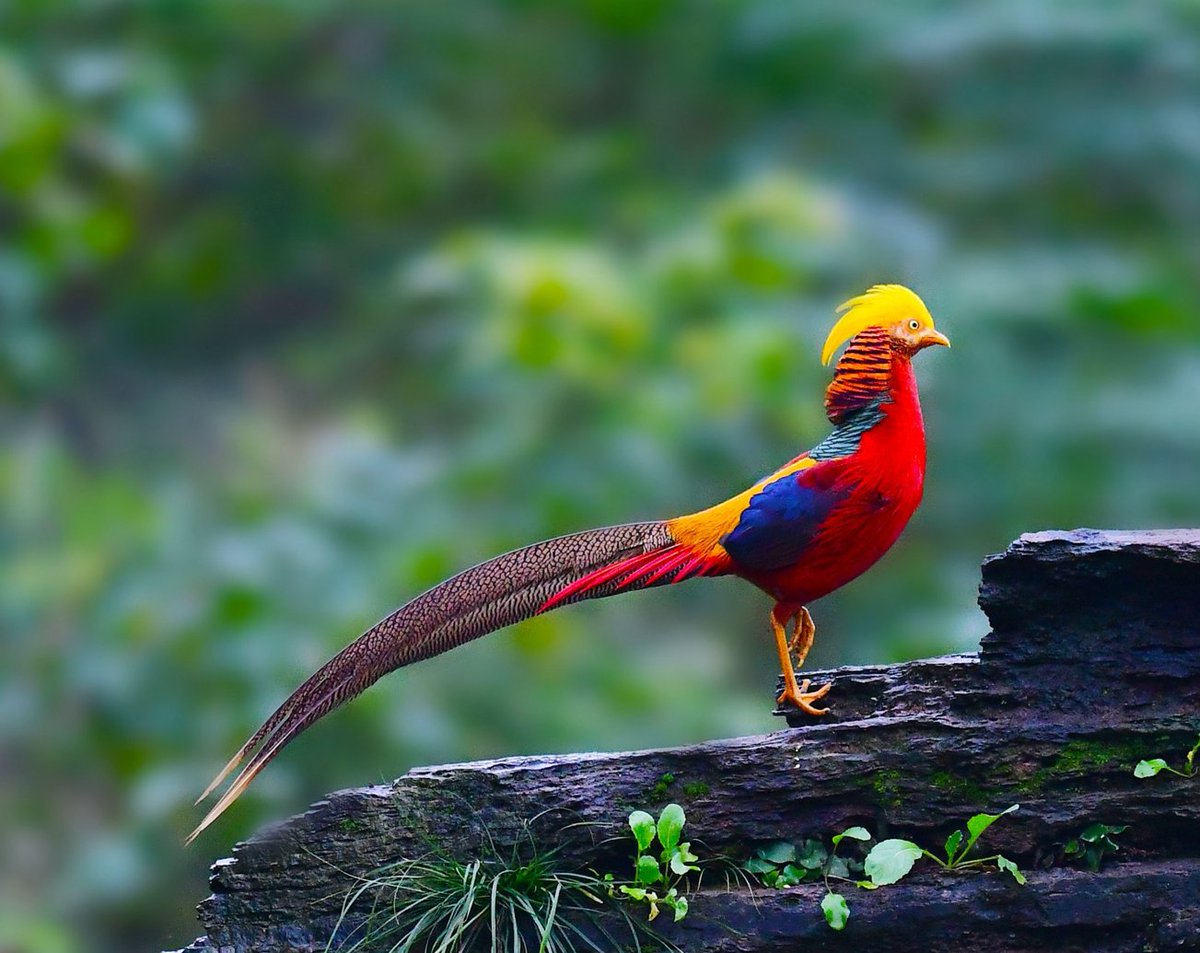 Guess the name of the bird😃 #birds #nature #photos #LovelyBirdsInChina