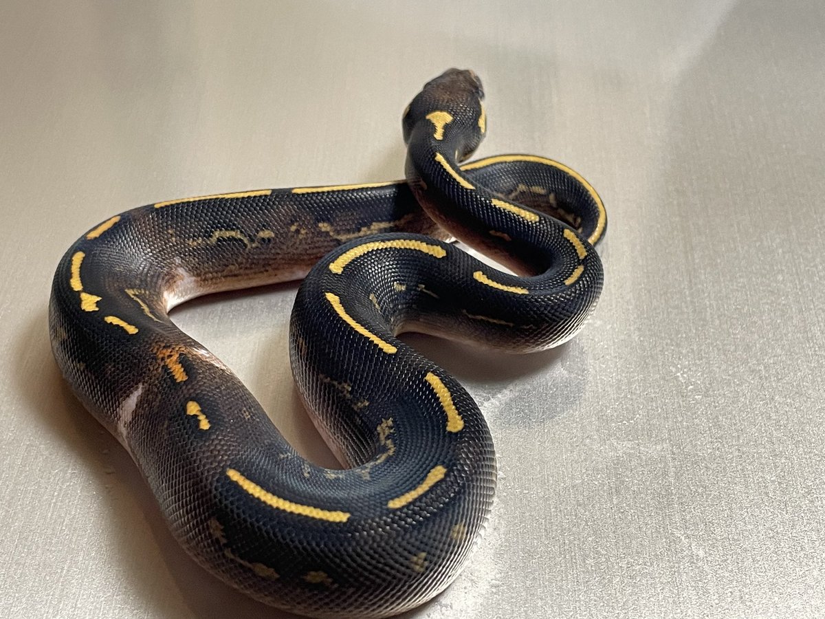 BMMorphsJapan's tweet photo. 脱皮完了✅

#ballpython
#ボールパイソン
#freewayproject
#paradox
#qualityinqualityout
#matteblack https://t.co/TezwjChzYw