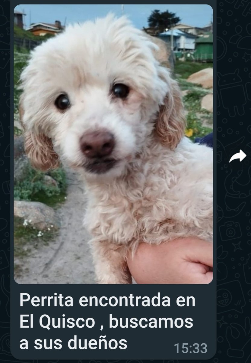 Perrita encontrada en #elquisco favor RT. #algarrobo #puntadetralca #eltabo #litoralcentral #piedradeltrueno #playa #Vregion #11Septiembre #50AnosDelGolpe #perritosperdidos