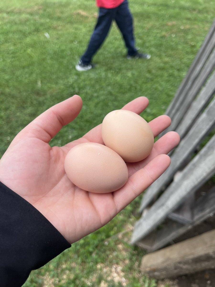 The kids have been hard at work harvesting some of last years crops, weeding the beds for new crops and the chickens they hatched are now starting to lay eggs! 
Excited to see what all these kids can accomplish this year. #buildingtheculture
@mrsgause_flcs