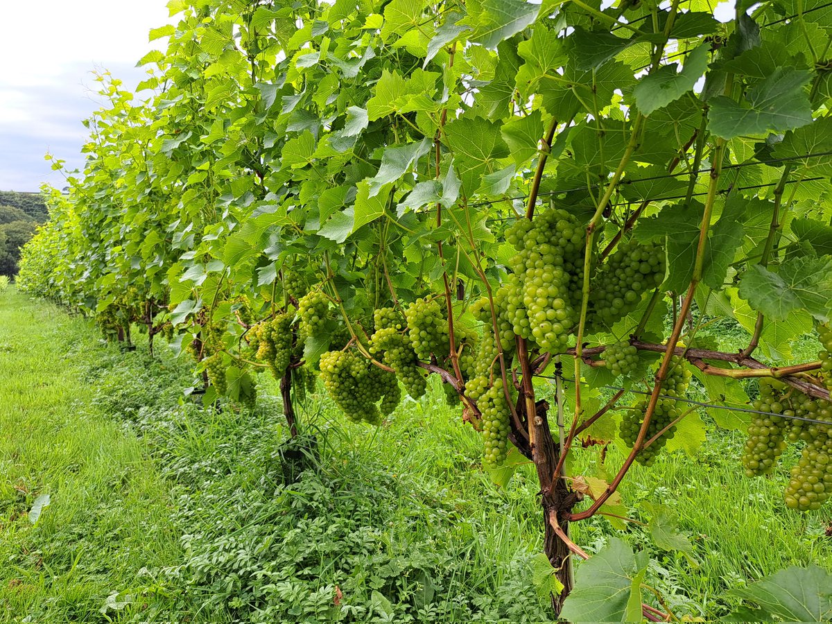 GwinWine's tweet photo. Cludo i Landeilo heddiw yn siawns i ymweld a gwinllan yn Sir Benfro - 
Velfry, ac yn ol efo gwin "Naturiol"
Gwahanol, da ac yn cael eu neud yng Gymru @velfreyvineyard  @yrawrgymraeg 
Diolch am y croeso, gwranwyn iach iawn! https://t.co/dCFdhIJ7BB
