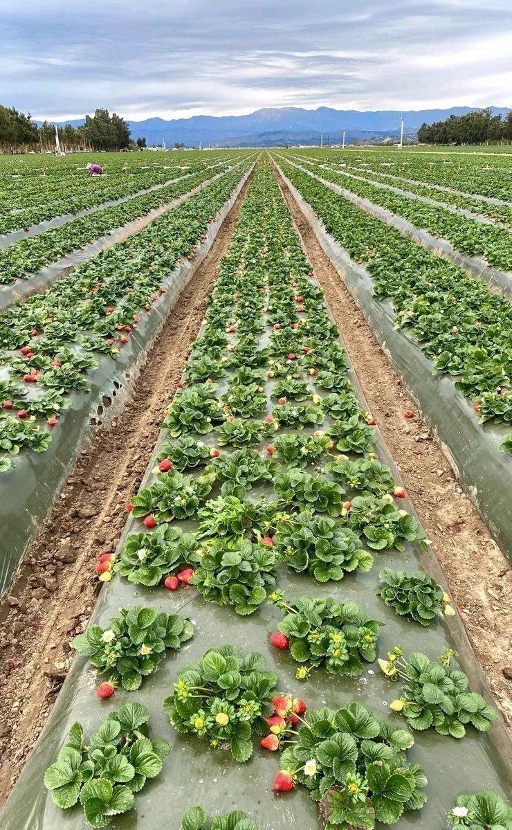 Agriculfuture's tweet image. If you are interested in agriculture, please like and repost.