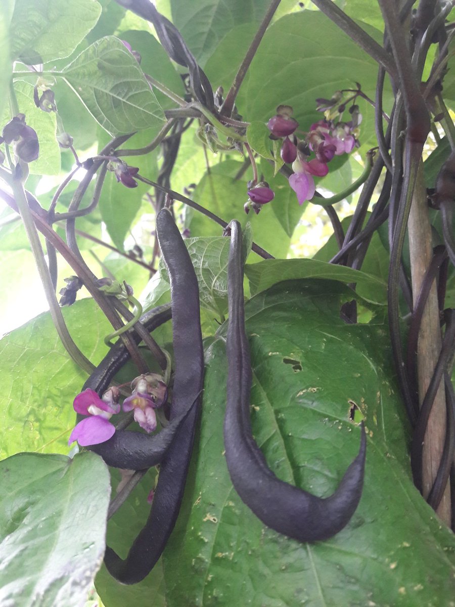 Allotment tales: finally time to hunt the climbing beans