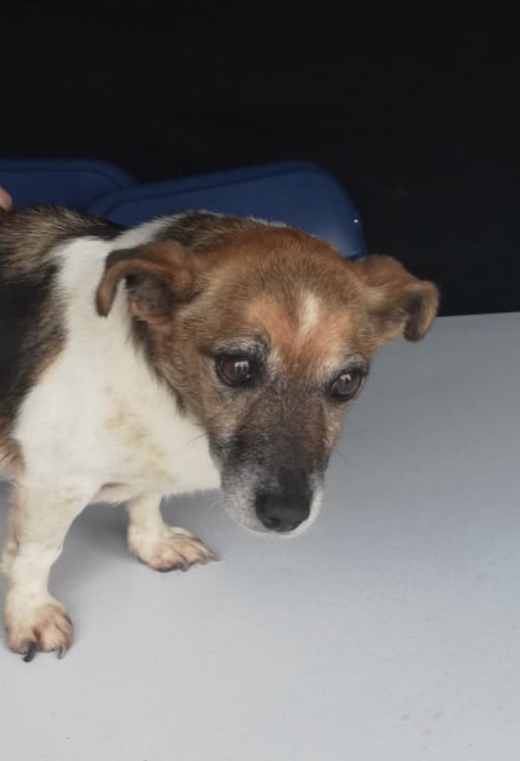 This female Jack Russell was handed over to Gardaí during the Maritime Festival in Howth earlier today Please contact Howth Gardaí if you are the owners 🐶 01 666 4900