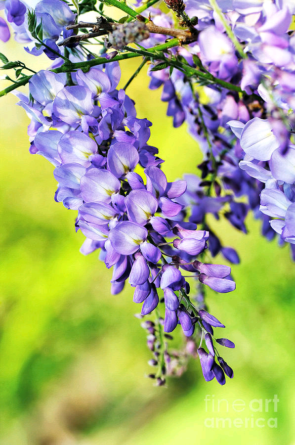 #Wisteria Print by Kaye Menner #Photography Quality #prints lovely #products at: buff.ly/44PY41o