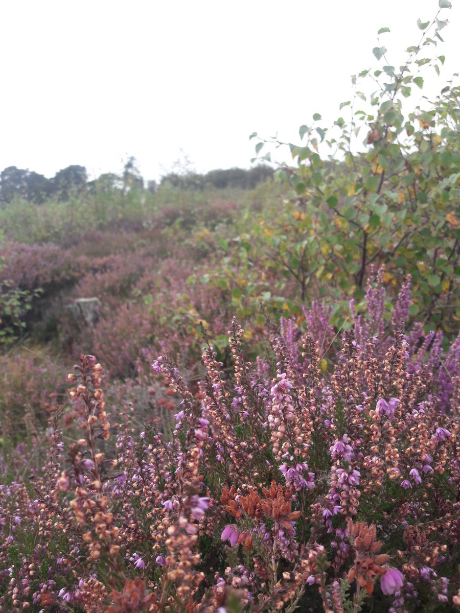 Lowland raised bog experiment: a year after initial work, bunds are holding a bit of moisture, but a long way to go before the trajectory is clear as plenty of birch regeneration. #BankheadMoss @ScotWildlife @PeatlandACTION