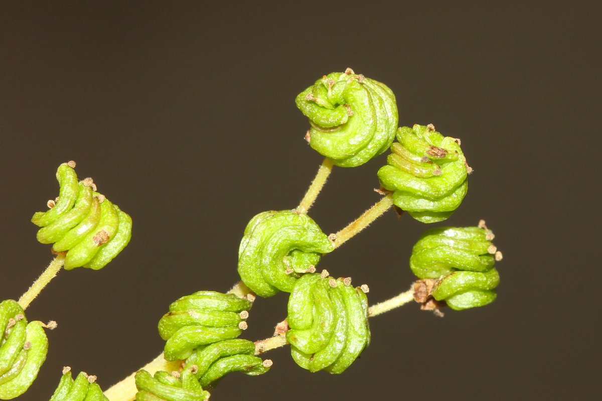 _Stickybeak's tweet image. Looked closely at Meadowsweet #SeedHeads for the first time today - like clusters of tiny green clenched fists 👊 Still some in flower along the roadsides, making a nice display here together with Common Knapweed #WildflowerHour