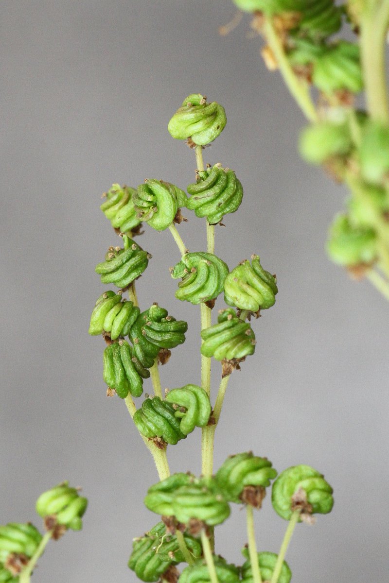 _Stickybeak's tweet image. Looked closely at Meadowsweet #SeedHeads for the first time today - like clusters of tiny green clenched fists 👊 Still some in flower along the roadsides, making a nice display here together with Common Knapweed #WildflowerHour