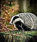 ‘Sussex Constabulary urgently wish to interview this person regarding lawn crimes &amp; other offences. 

Goes by the name of ‘The Guvnor’. 

Known associates: Dave ‘Ratty’ Carswell and Frankie ‘One-Eye’ Vole.

If you see him, DO NOT APPROACH, but contact your nearest police station’