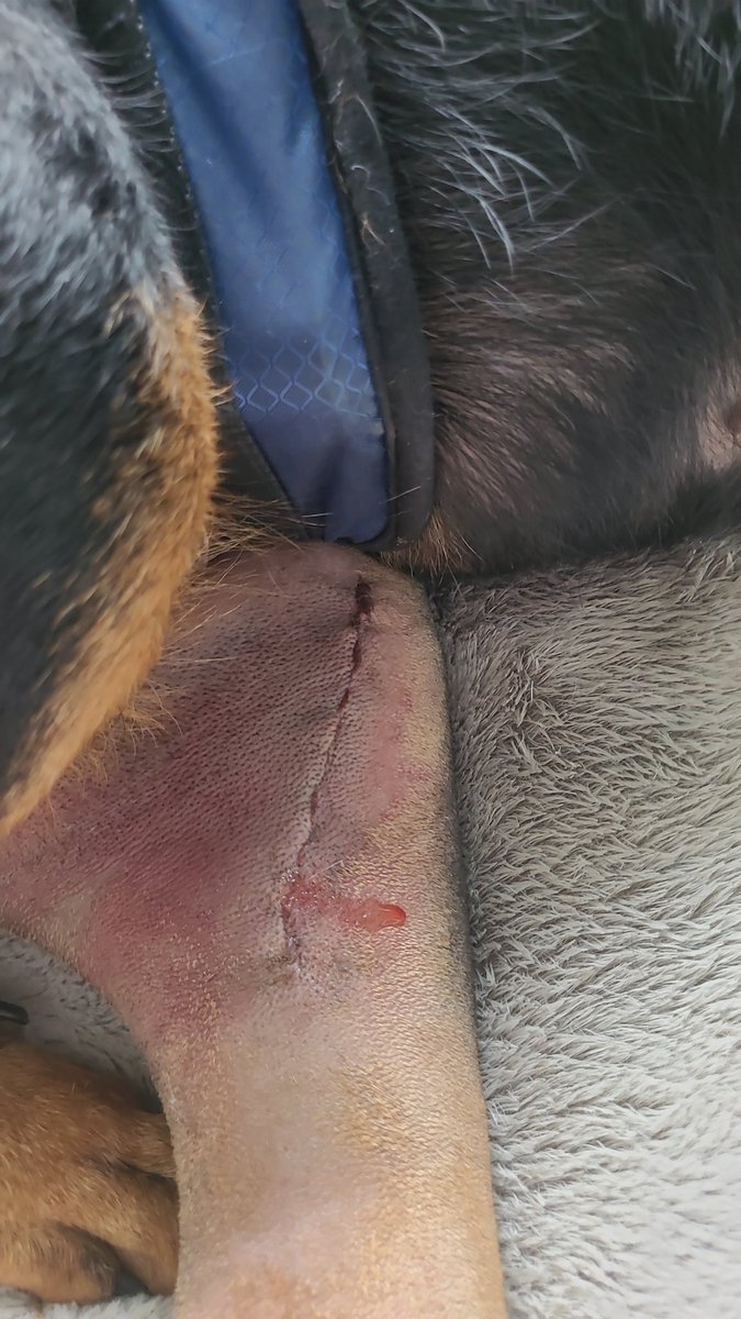 thereal16482192's tweet image. Me incision looking muchs betters a todays Mum says.
Nots so whiney todays and starting to gibbs Mum LOADS of Xenia attitude
Me wants to be outs and walks Mum says "NO ****ING WAY" 
OK Mum wins 😪