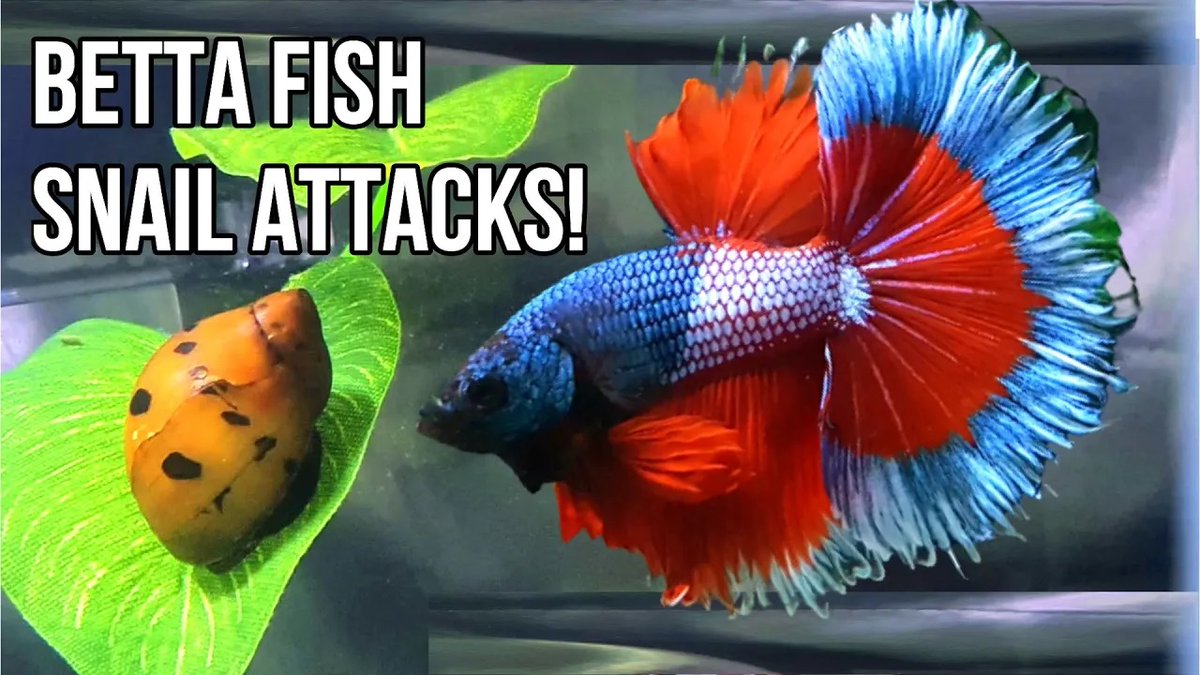 Will Betta and snails can live in the same tank. Do Betta fishes attack snails? How to prevent them from attacking if that happens. #bettafish #snail #bettafishtank #freshwaterfish