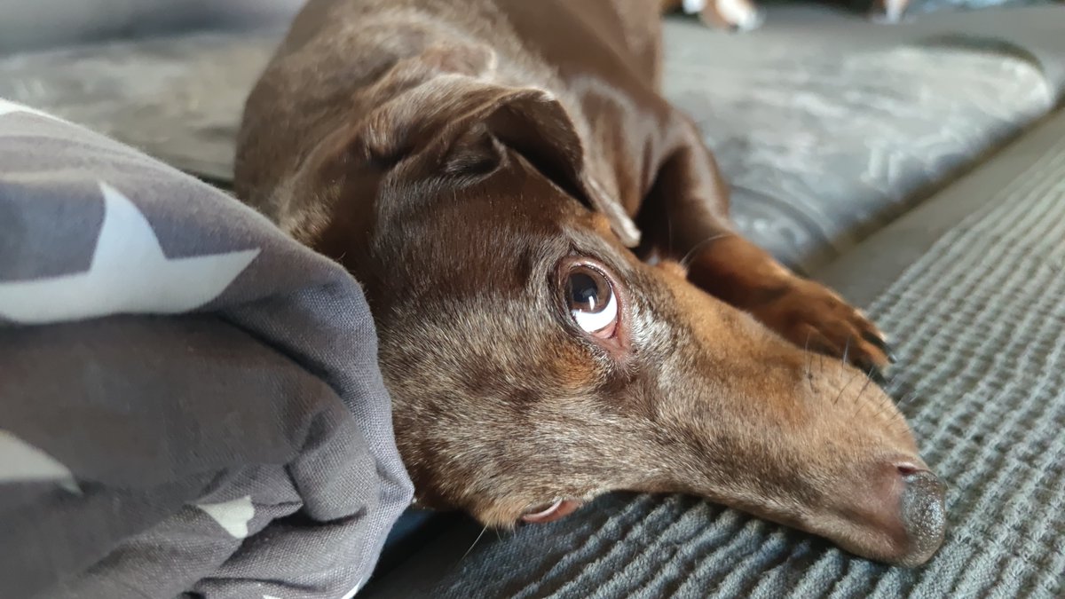ian_dachs's tweet photo. Nedělní.
🐕❤️🐕 #Tonda & #Matej #Merle #Wirehaired #Smoothhaired #Dachshund #Wiener #Family #Members #BestFriend #Bestevenn #SausageDog #InstaWiener #InstaDog #ILoveIt #JegElskerDet #LovingDog #My #FantasticBeasts https://t.co/tLAVMxaskD