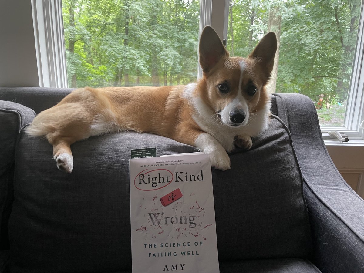 Our corgi Covid addition has definitely been the “Right Kind of Wrong!” Plenty of intelligent failures to be had ❤️ ⁦@AmyCEdmondson⁩ #RightKindofWrong