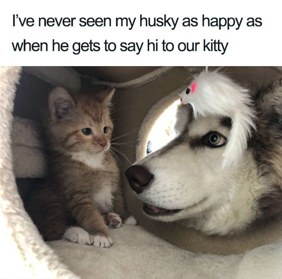 WholesomeMeme's tweet photo. https://t.co/T3Z2kyjvm1
