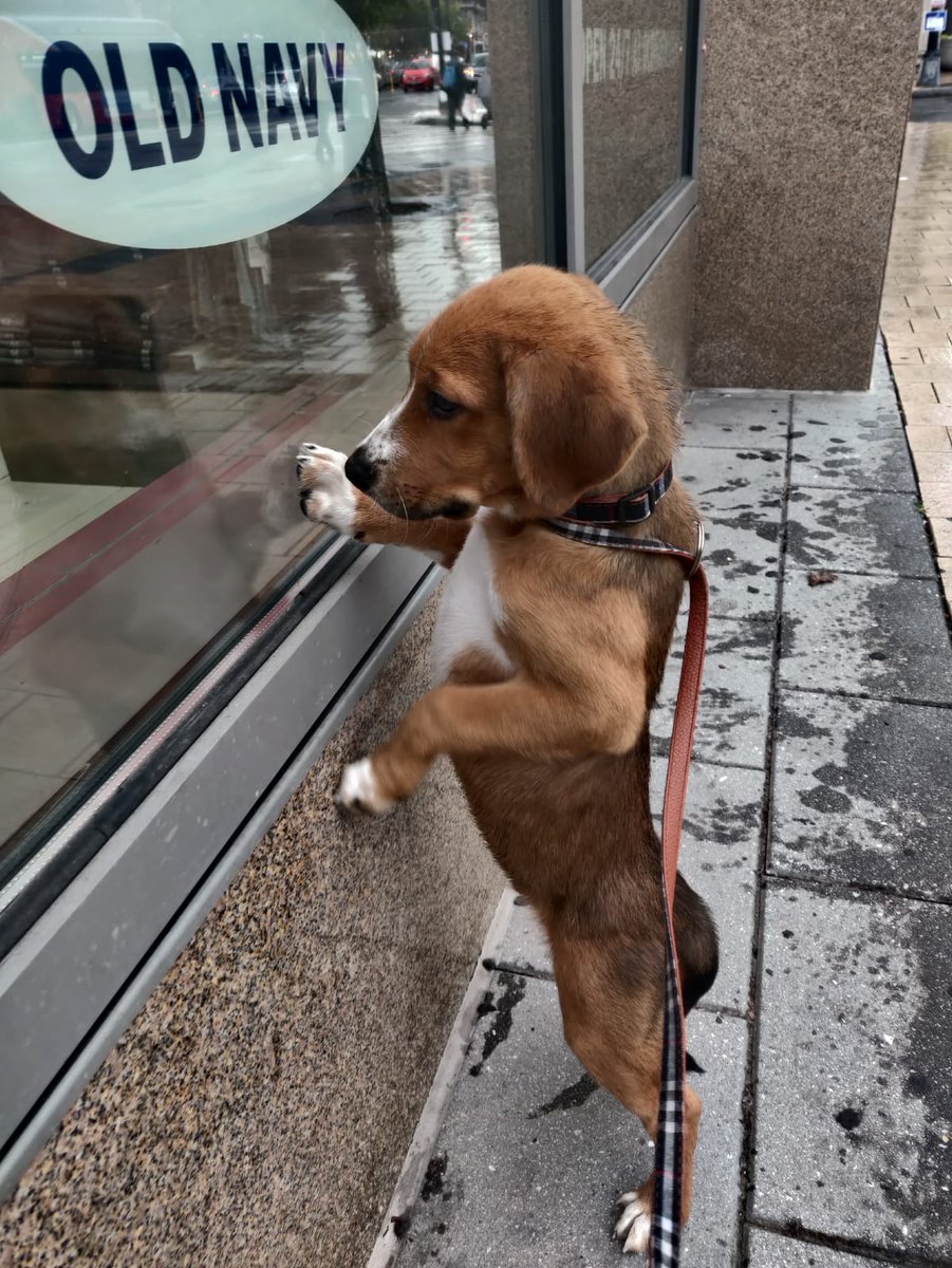 Daphne Lin tweet media