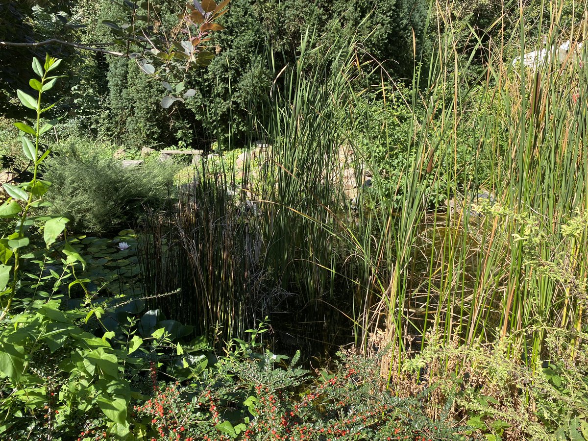 Heute zu Gast beim Sommerfest des Cyperusparks in Kastel. Dieses wundervolle Biotop ist ein Grundstück der Stadt Mainz!
#Cyperuspark #Kastel #ÖDP