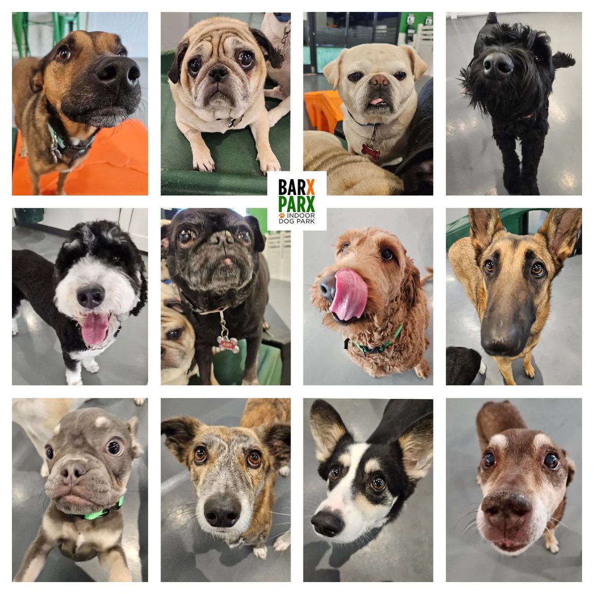 : Rise and shine!! 🌞 Good morning from some of our adorable puppy sleepover pals this weekend!! 📸 💚🧡 They all LOVE Barx Parx boarding and here are some of the reasons why:

✅ Staff on site 24/7
✅ Liv... #dogs #dogsoftwitter #dogpark #barxparx instagram.com/p/CxA-c6grY2E/