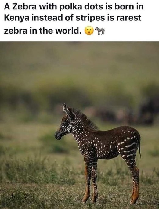 WholesomeMemes tweet media