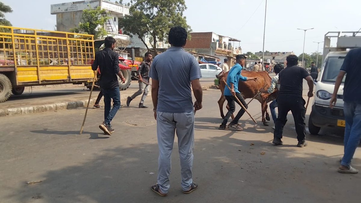 Captured 1400 stray cattle in a month, new cattle pond to come up at Lambha: AMC