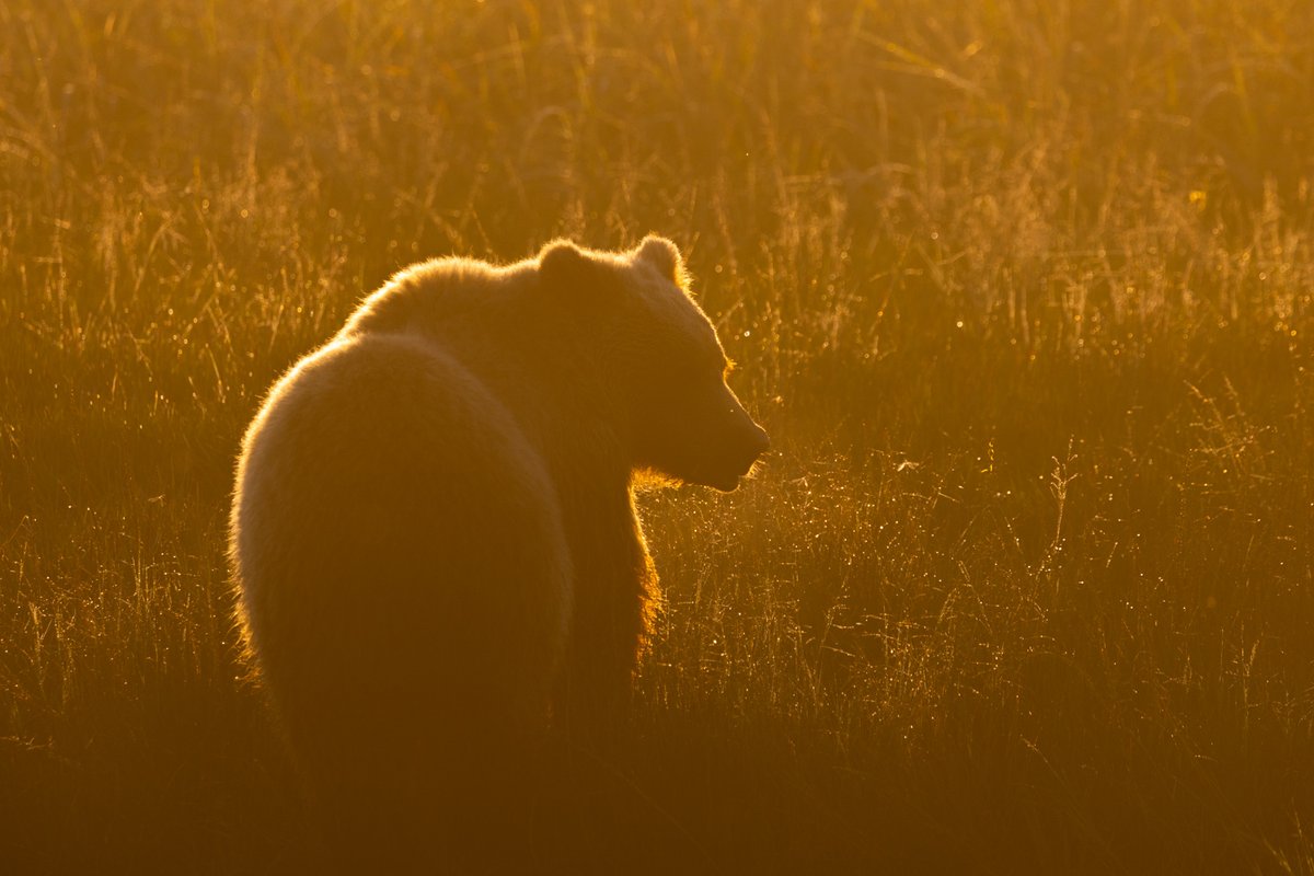 Backlit Alaskan brown bear, Lake Clark national park and preserve, Alaska #photography