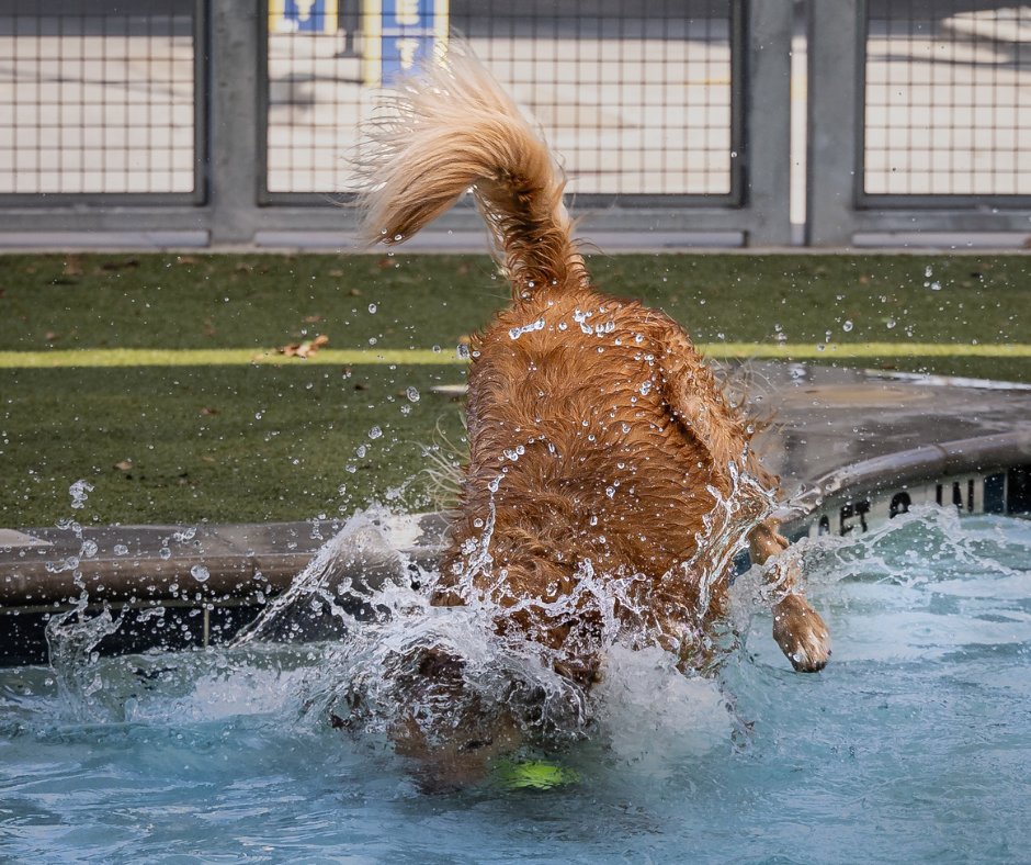barkandzoom's tweet image. Friday Forecast: 100% Chance of Cannonball Shenanigans! 💥 Ready to make a SPLASH into the weekend like a dog torpedo!   💦 #FriYAY #PoolPartyTime