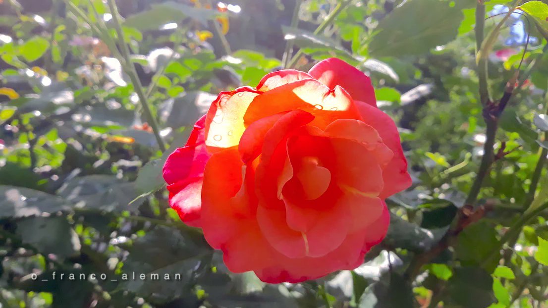 rose 🌹 #naturebeauty #nature #NaturePhotography