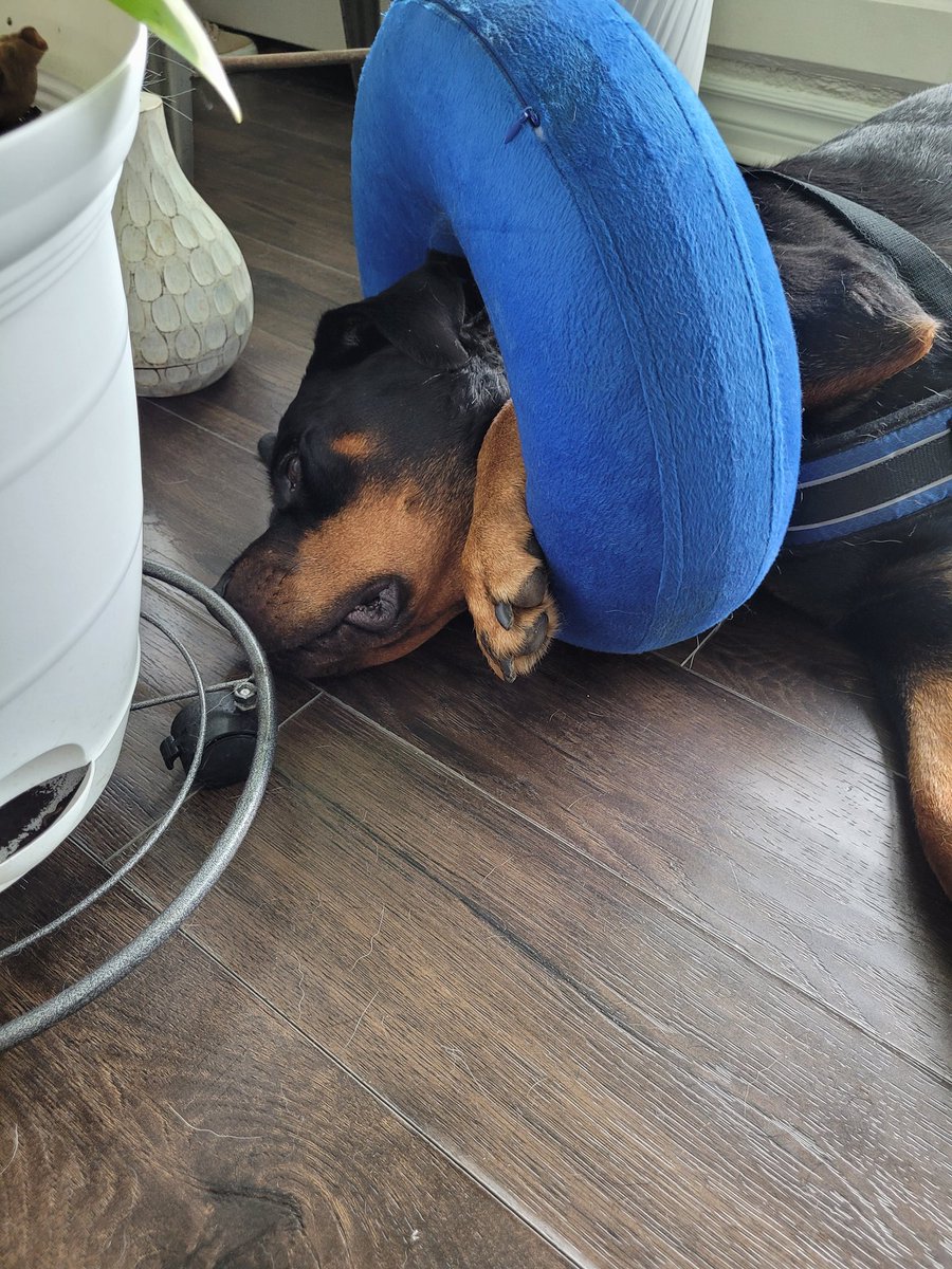 thereal16482192's tweet image. Umm Xenia I don't think that this was how your come was intended to be (⁠눈⁠‸⁠눈⁠)