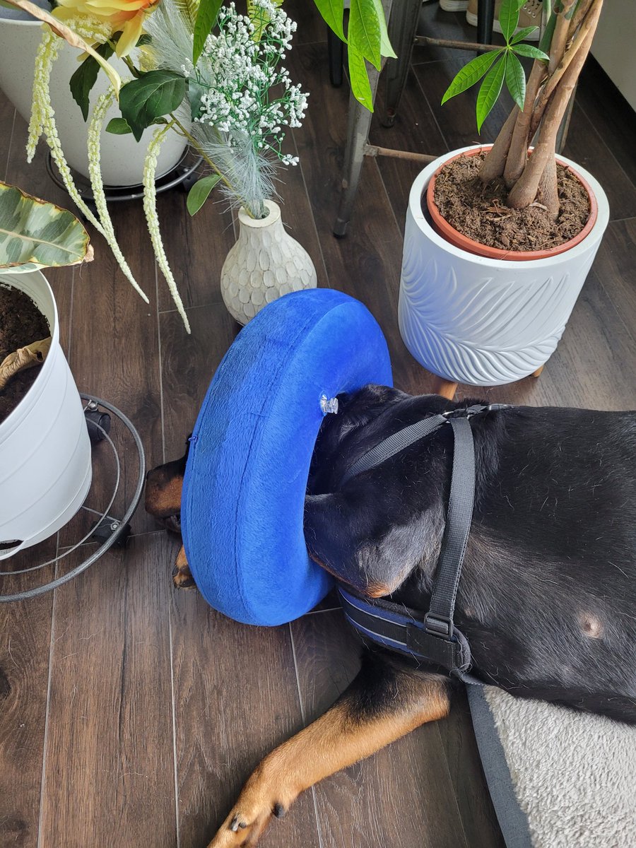 thereal16482192's tweet image. Umm Xenia I don't think that this was how your come was intended to be (⁠눈⁠‸⁠눈⁠)