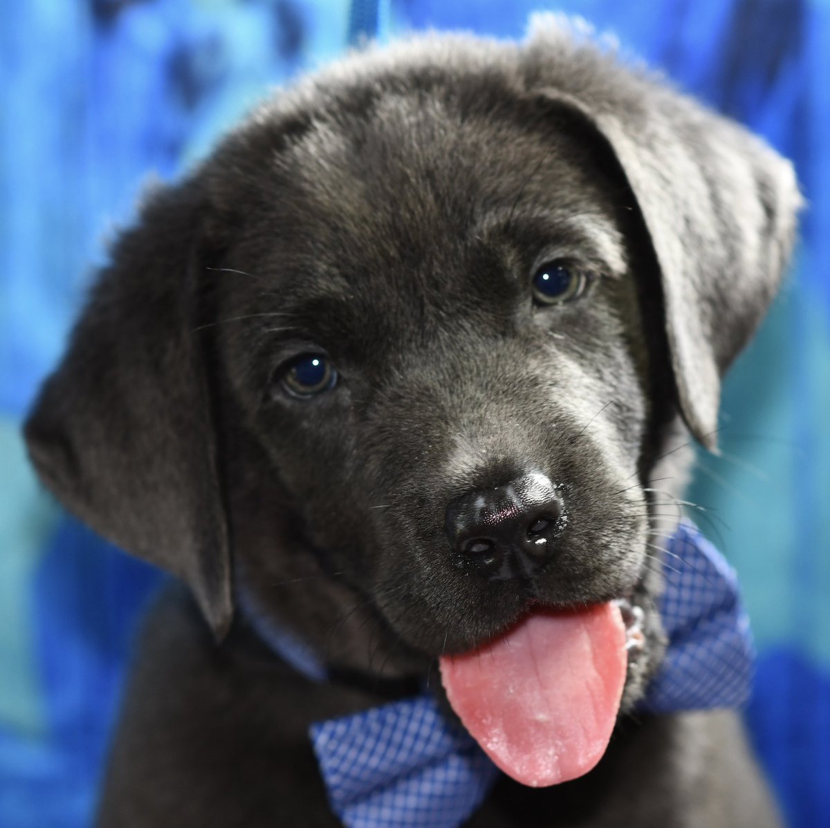 Here at Arkansas Labs we have labrador puppies ready now! #labpuppies #labradorpuppies