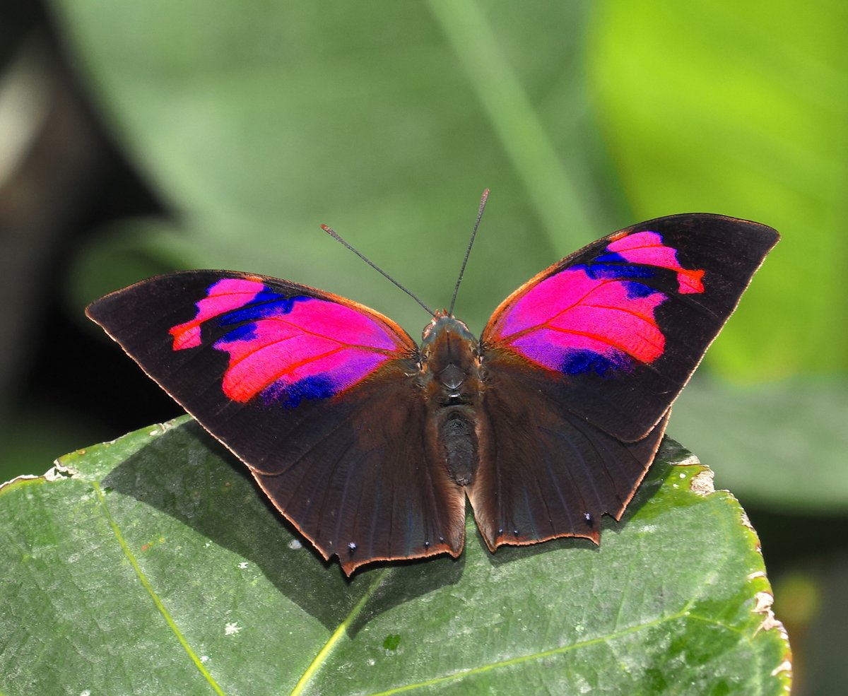 Our Observation of the Day is this Cindy's Leafwing #butterfly (Fountainea nessus), seen in #Colombia by desertnaturalist!

More details at: inaturalist.org/observations/1… #nature #insects #entomology #biodiversity #lepidoptera