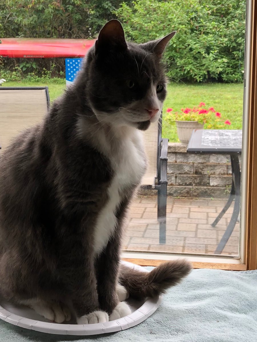 TuxTedTabbyMag's tweet image. It’s #catboxsunday, but you know me I always find something else, so its #paperplates have a #Funday 
pals! ❤️Teddy (and Maggie) #CatsAreFamily,  #tuxedo,
#CatsOnTwitter,  #AdoptDontShop,  #BeKindAlways,
#AnimalsLover 😻😽🐈‍⬛🐾🐶🐕🐴🐢🐇🦆🦌