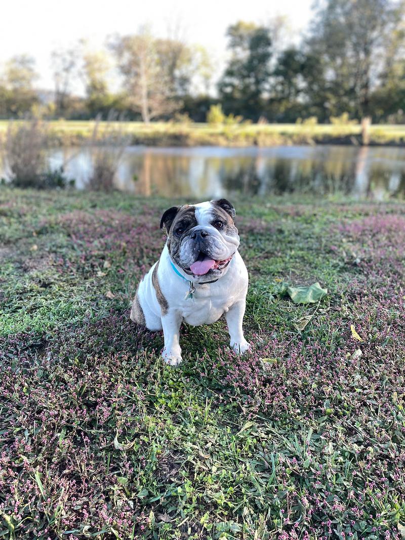 jennwhit's tweet photo. I’m a finalist in Barkwells’s Story Contest. Help me rally votes: https://t.co/heVnA26qmK https://t.co/WHo5dDpbN8