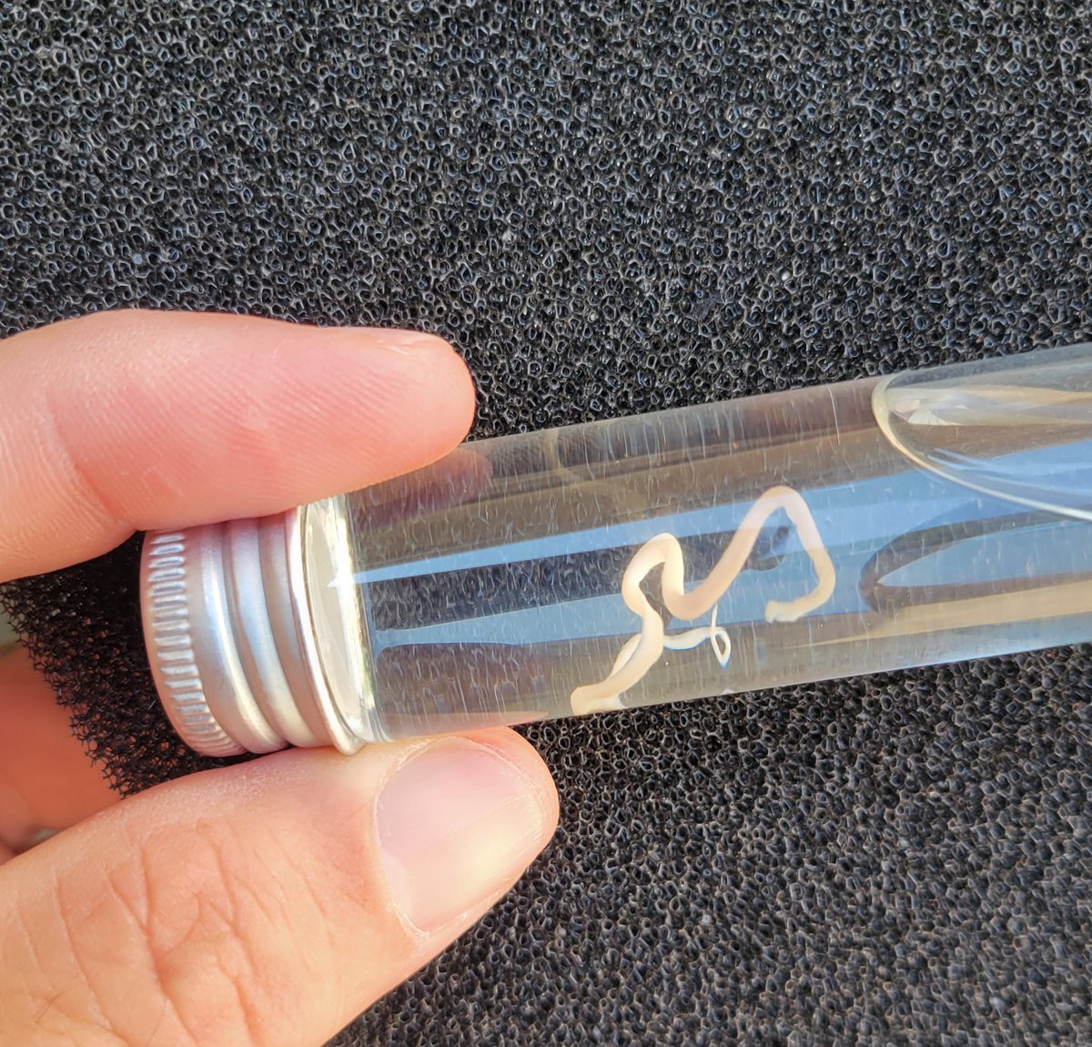 r_hirschman's tweet photo. Not always are the clots I see large. Here is an example of a small one. This came from the Jugular vein during embalming. Just last week, I received notice of 3 different vaccinated individuals who had clots removed while alive. This means that these clots are not necessarily postmortem. 
Pretending that this isn't happening isn't helping anyone!