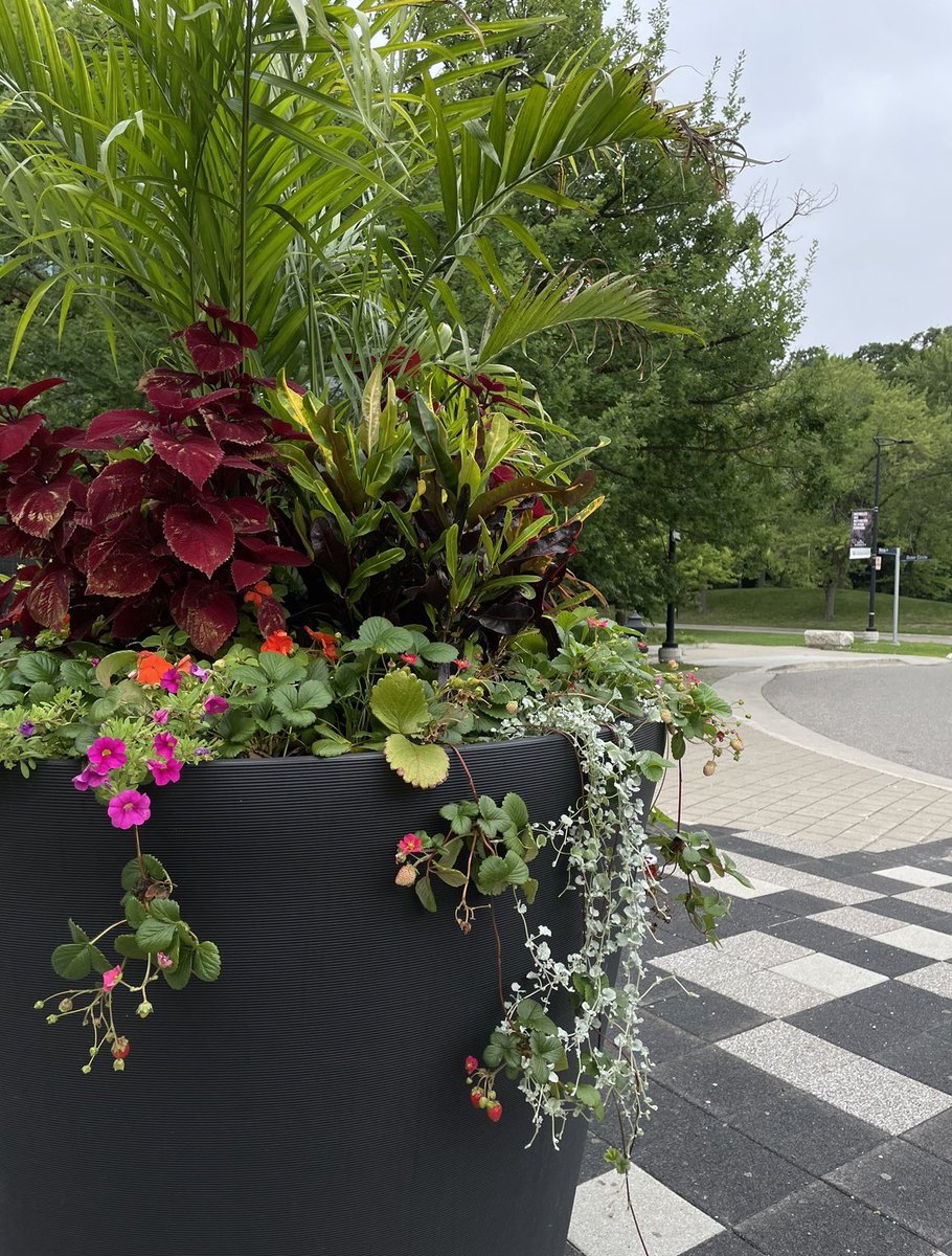 anchalyab's tweet photo. I have the best most interesting morning walks to the lab, here at @UTM, thanks to their lovely garden arrangements 🌶️ 🍓 https://t.co/PNdu2IFPYZ