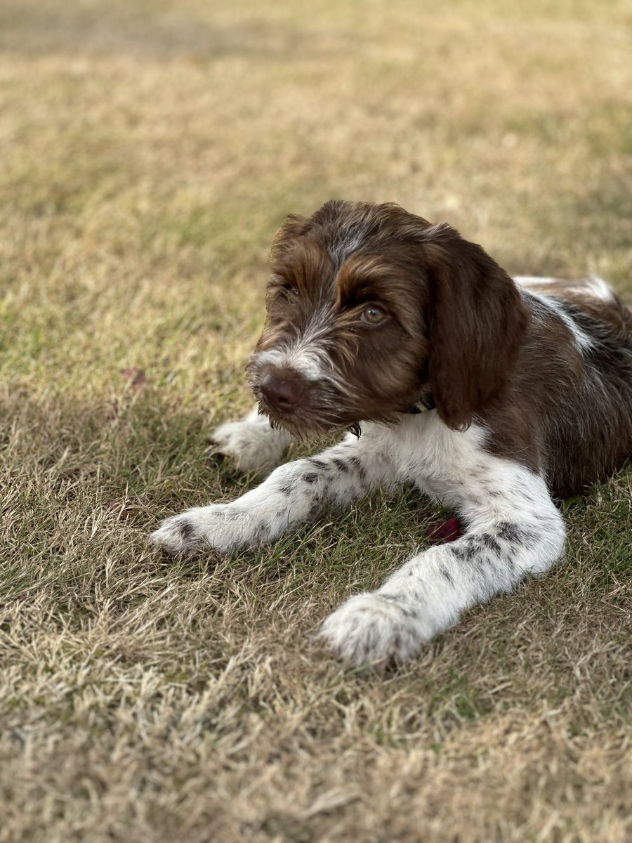 And he’s here… obviously besotted and questioning why it’s taken so long to get one.