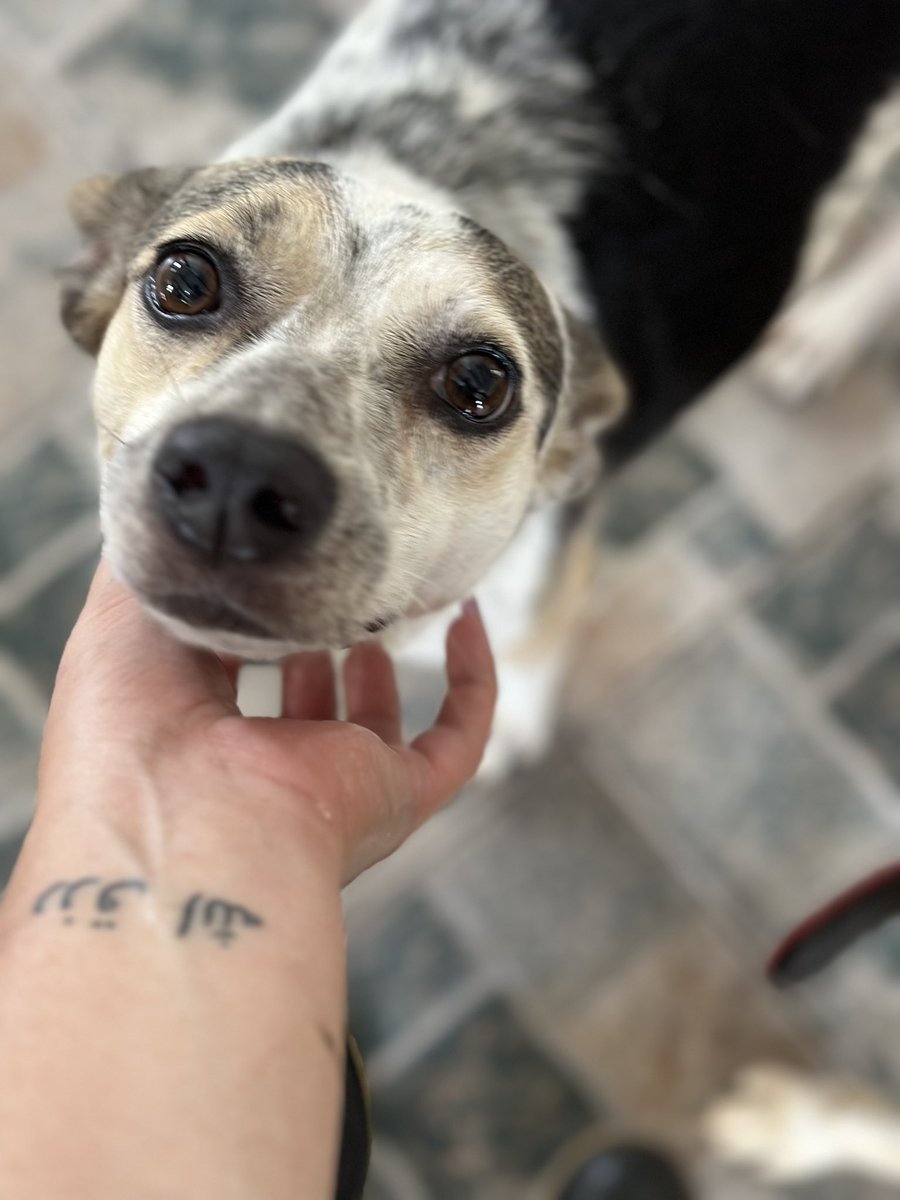 ayudemosapluto's tweet photo. Blessed Sunday to all ππ₯° From #FlorAP and #BlancaAP πΆ They are looking for sponsors to support them to cover this month's rent π‘ $25 each.
Is anyone encouraged? Everything adds up, nothing is too little for us π«Άπ» https://t.co/4QbgOXGFdf https://t.co/wx70ROFIwz