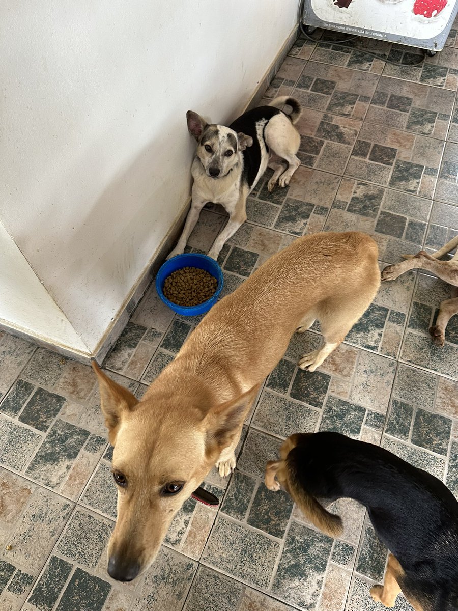 ayudemosapluto's tweet photo. Blessed Sunday to all ππ₯° From #FlorAP and #BlancaAP πΆ They are looking for sponsors to support them to cover this month's rent π‘ $25 each.
Is anyone encouraged? Everything adds up, nothing is too little for us π«Άπ» https://t.co/4QbgOXGFdf https://t.co/wx70ROFIwz