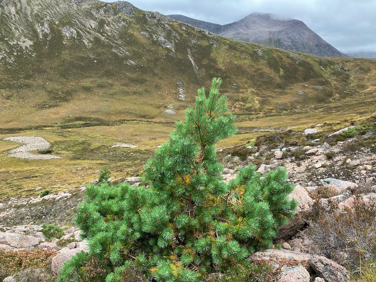 What might Scotland’s hills look like with more montane woodland? A walk up the Allt Carn a’ Mhaim, which you’d be forgiven for thinking wasn’t the most exciting place for montane woodland establishment, might have some answers… (TL;DR - it's complicated but cool!) (1/10)