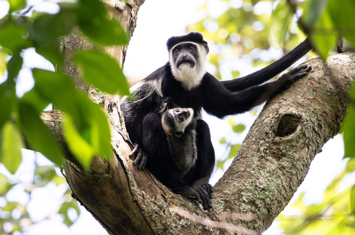 CongoView's tweet photo. #KaribuCongo: Se trouvant dans le Parc National des Virunga en #RDC 🇨🇩, les #Colobes noirs et blancs contrairement aux autres espèces de primates ont quatre doigts en forme de crochets et pas de pouce, d'où le nom de « colobus », dérivé du mot grec « mutilé ». https://t.co/gemDGz1T4v