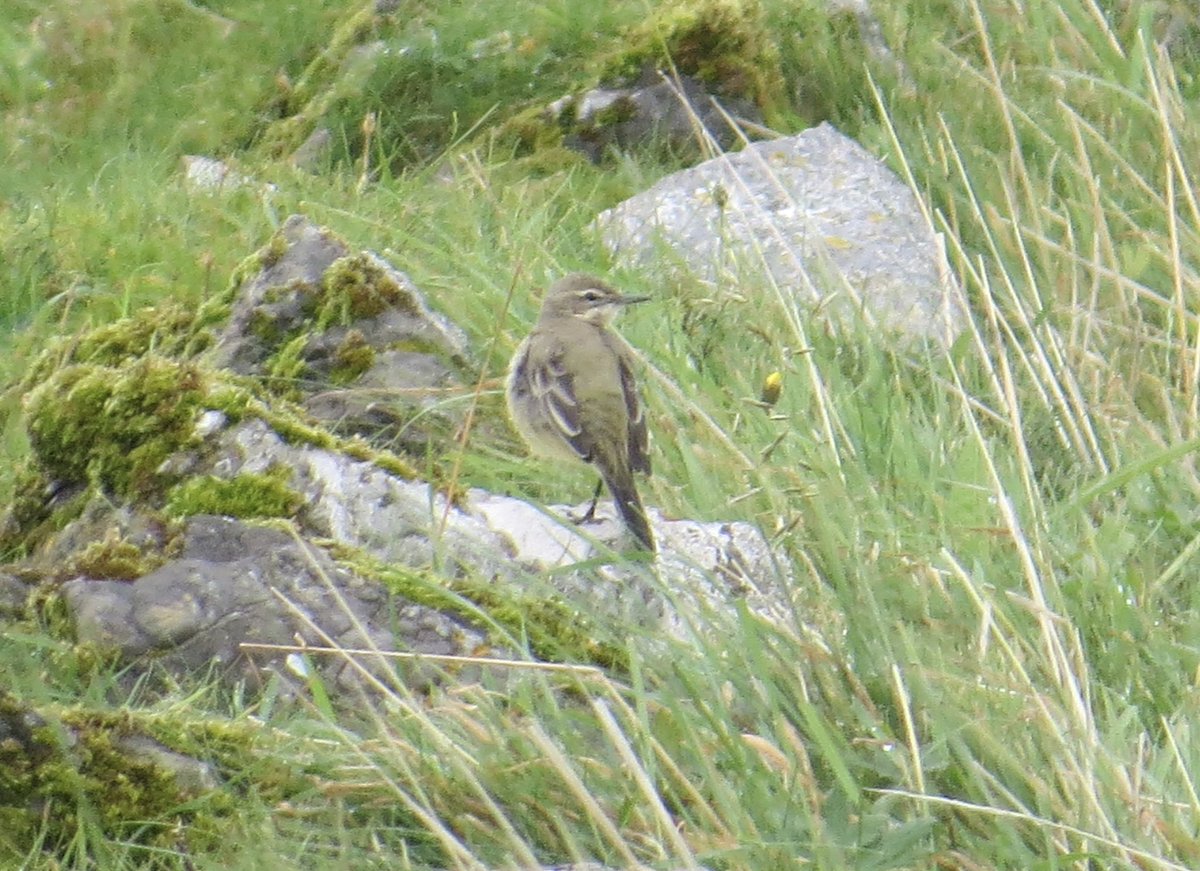 Yellow Wagtail was a nice surprise at Balnakeil today #HighlandBirds