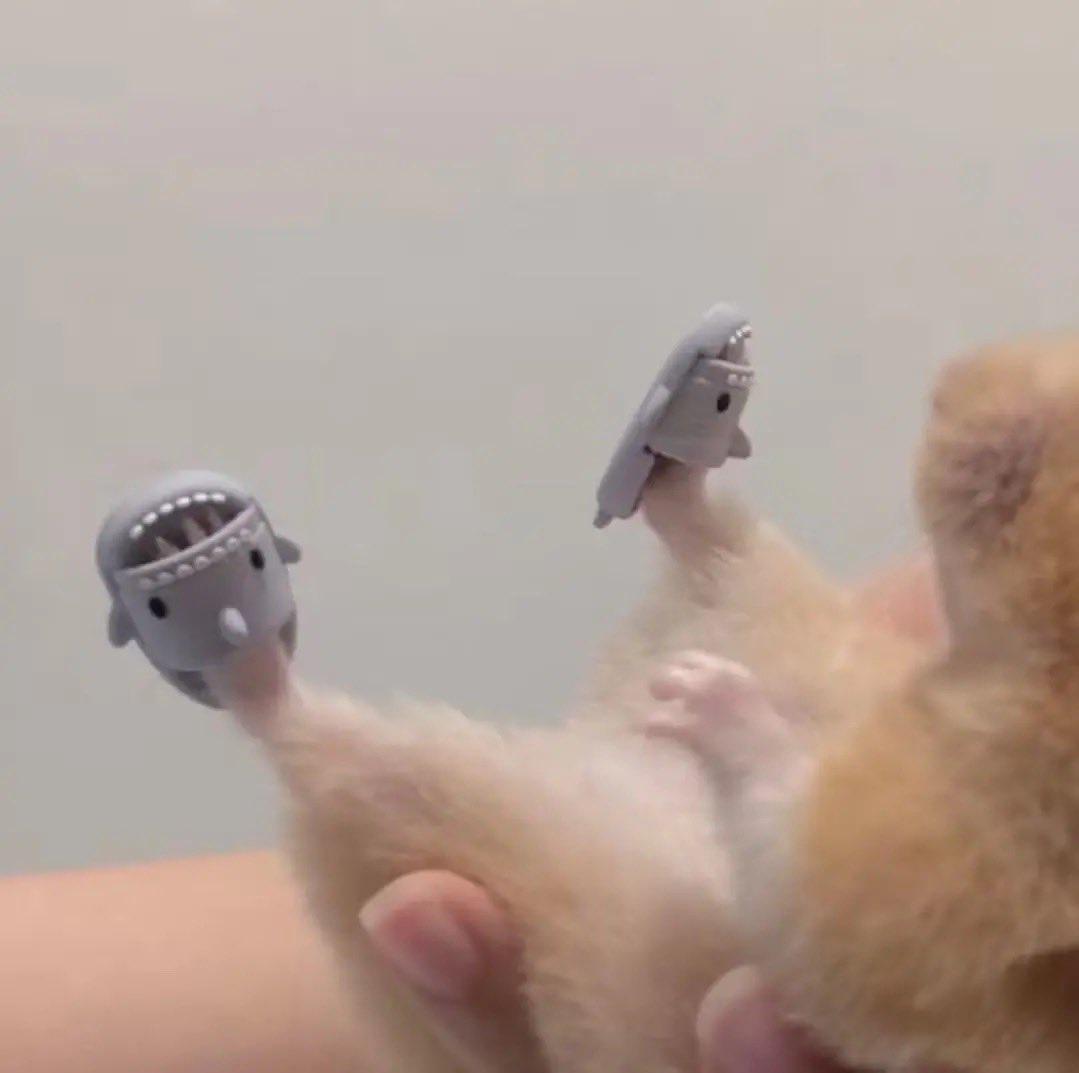 MousemouseETH's tweet photo. Mom bought me new slippers.
#Mousemouse https://t.co/Ks79b1Uux9